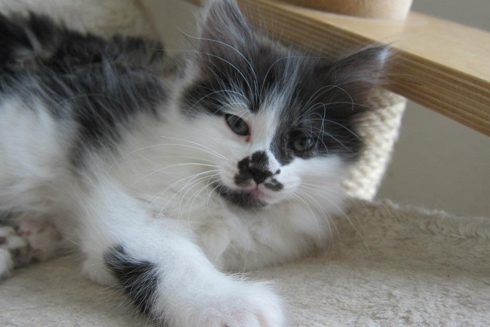 Kurilean Bobtail Dk Silky Catz Cirque du Soleil billede 7