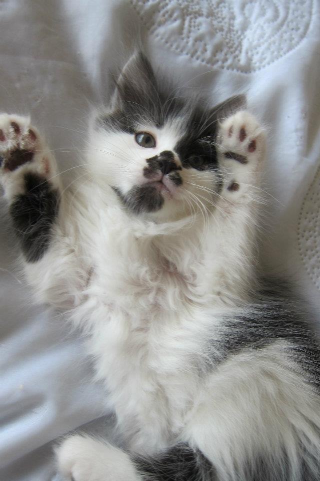 Kurilean Bobtail Dk Silky Catz Cirque du Soleil billede 8