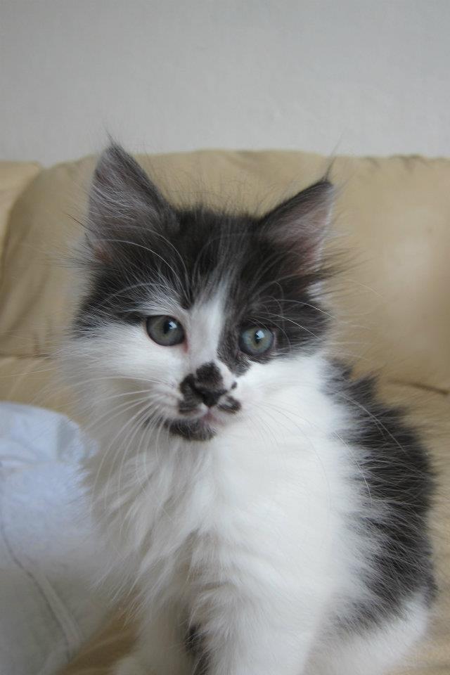 Kurilean Bobtail Dk Silky Catz Cirque du Soleil billede 9