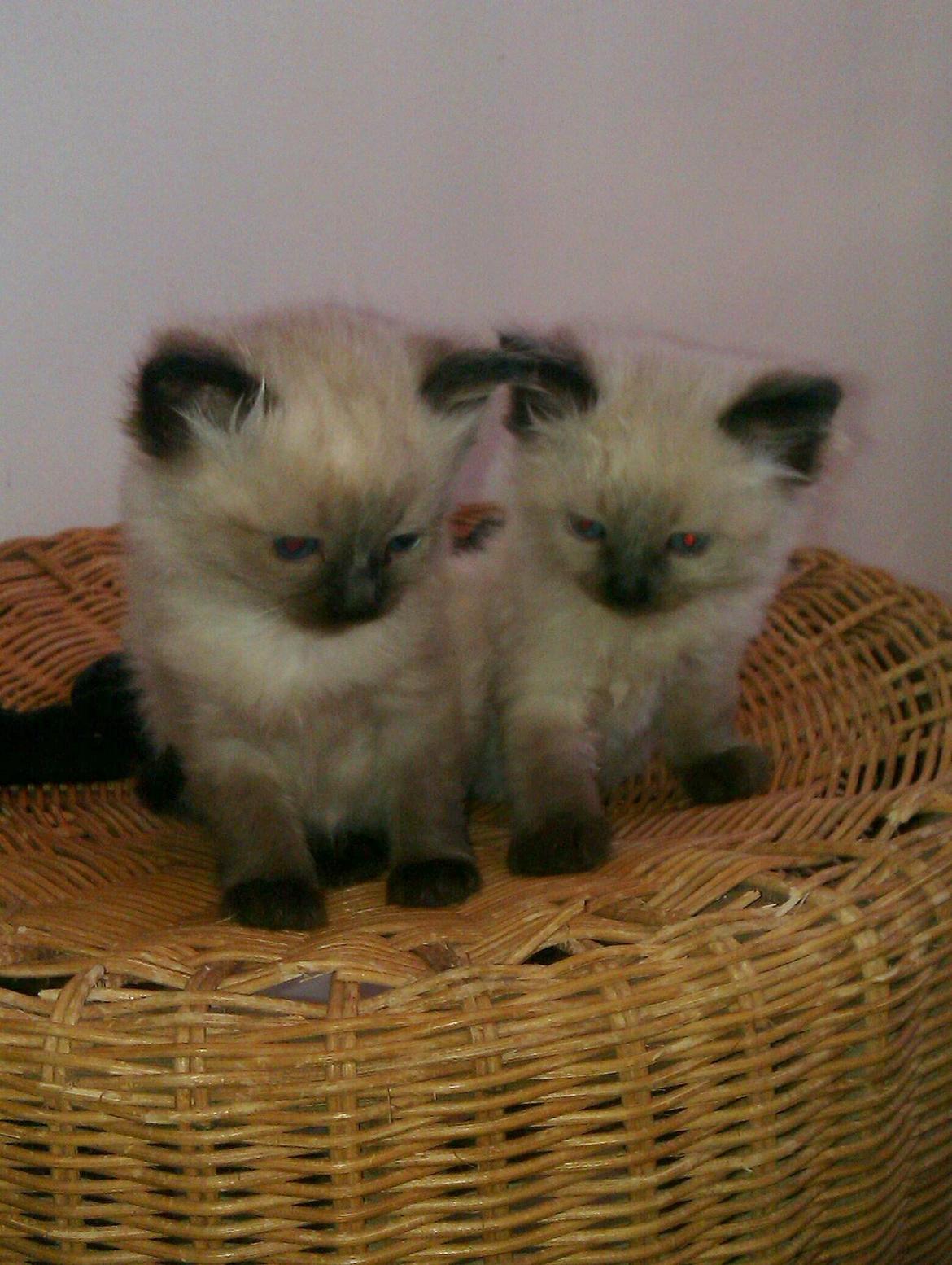 Ragdoll Bellis billede 3