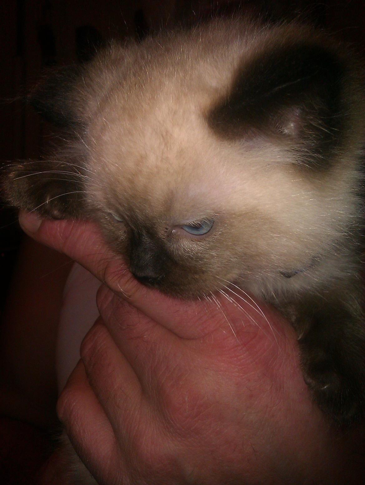 Ragdoll Bellis billede 4