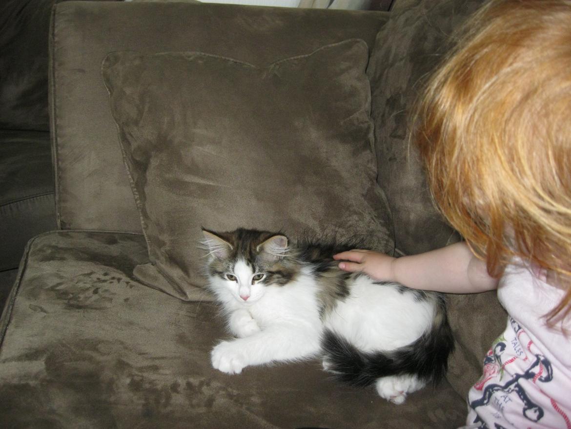 Norsk Skovkat DK Makawee´s  Lawdy Miss Clawdy A.K.A Isabella billede 3