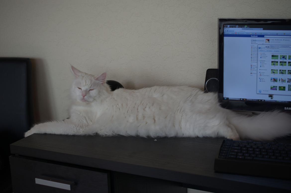 Blanding af racer Snebold billede 16