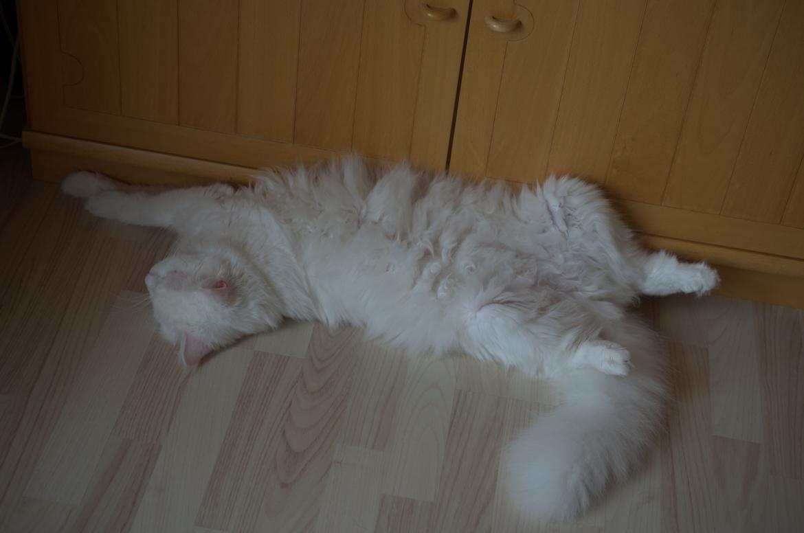 Blanding af racer Snebold billede 17