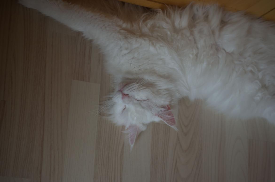 Blanding af racer Snebold billede 18