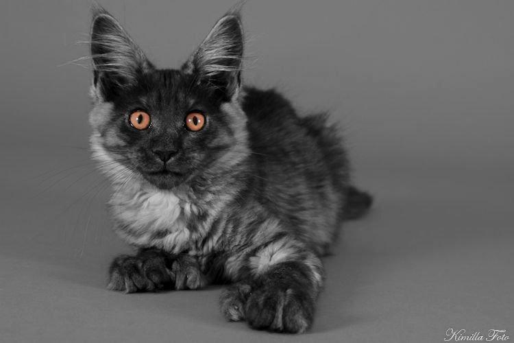 Maine Coon Kalypso PP billede 12