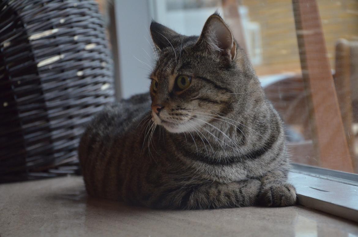 Huskat Misty billede 1