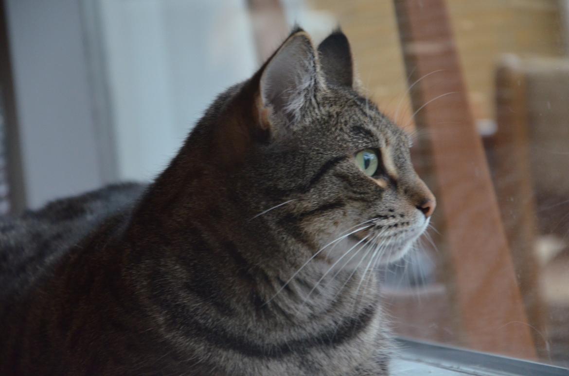 Huskat Misty billede 2