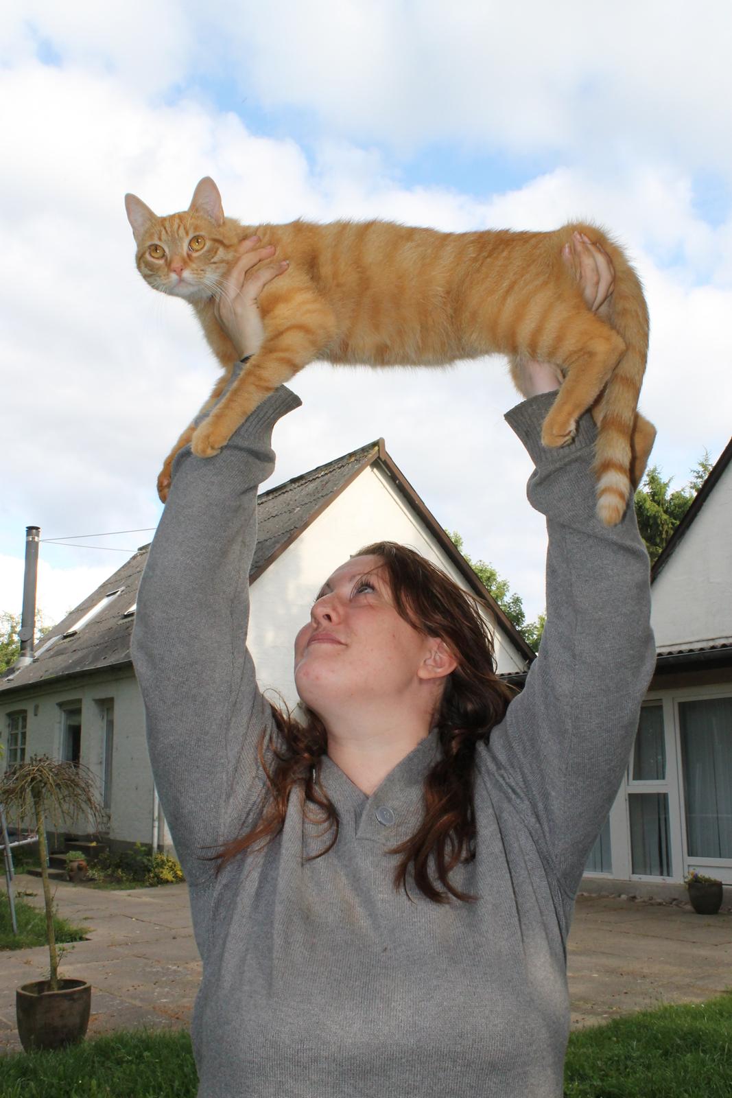 Blanding af racer Simba - Sommer 2012 billede 2