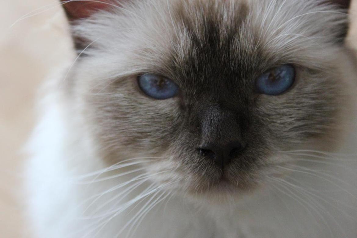 Hellig Birma James billede 1