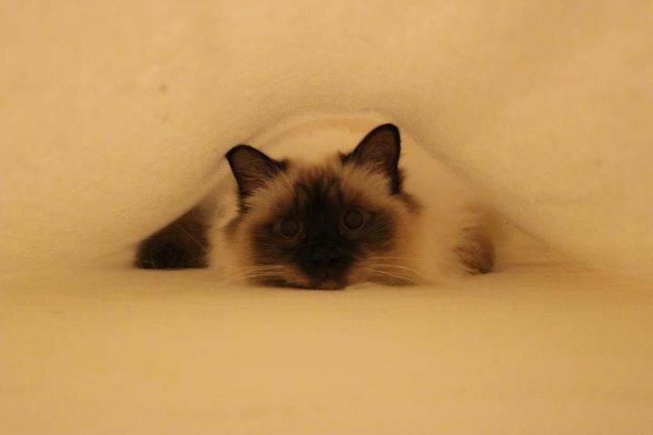 Hellig Birma James billede 2