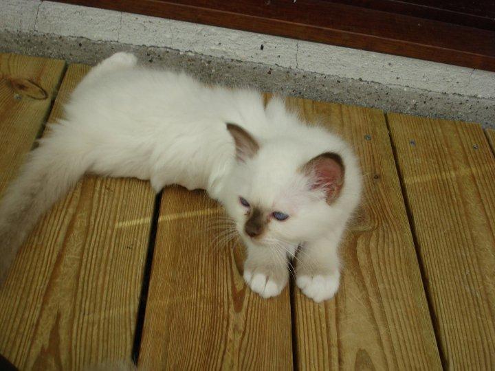 Hellig Birma James billede 3