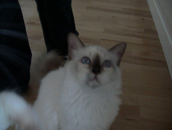 Hellig Birma James billede 4