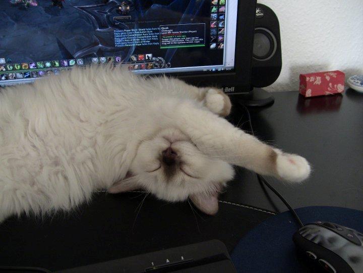 Hellig Birma James billede 5