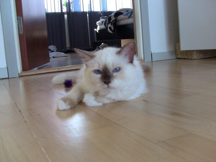 Hellig Birma James billede 6