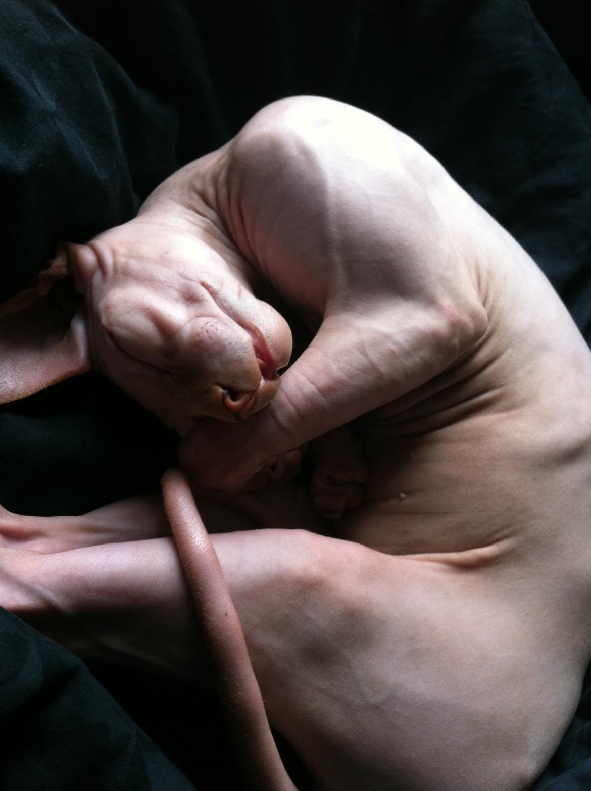 Sphynx Aslan billede 10