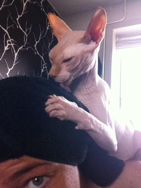 Sphynx Aslan billede 12