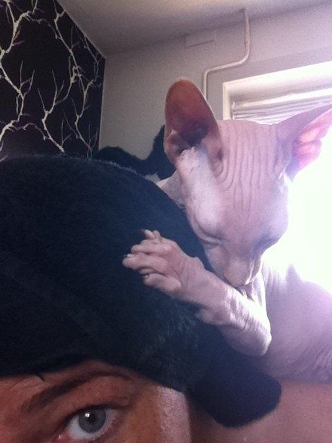 Sphynx Aslan - lækker velkomst efter returnering fra bad... ;0) billede 13