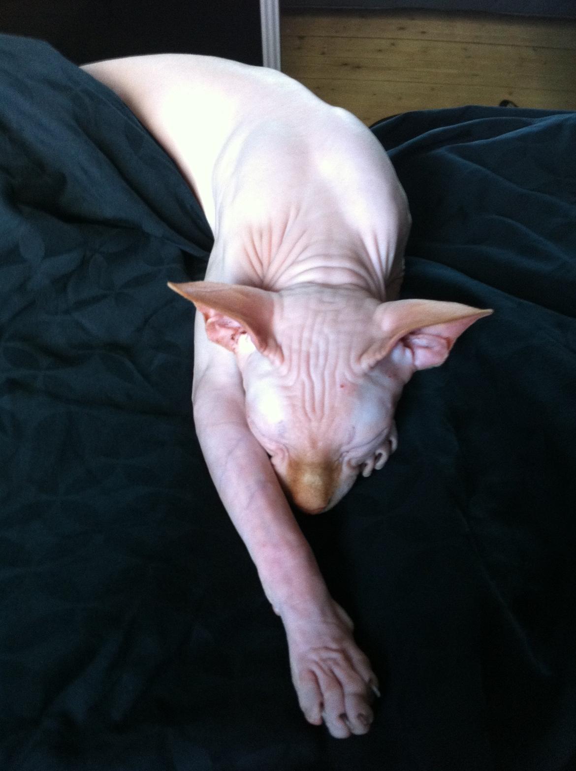 Sphynx Aslan billede 14