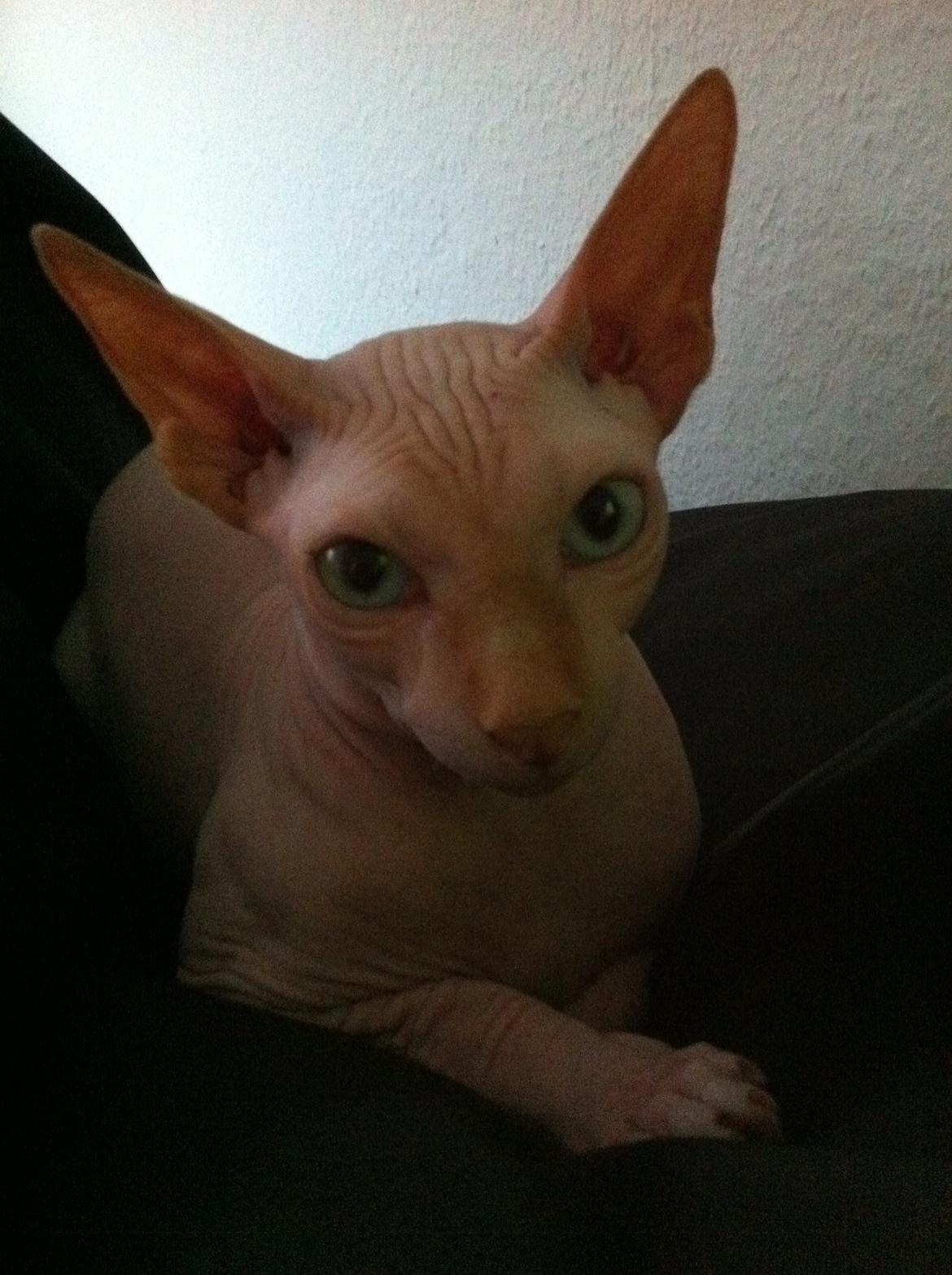Sphynx Aslan billede 15
