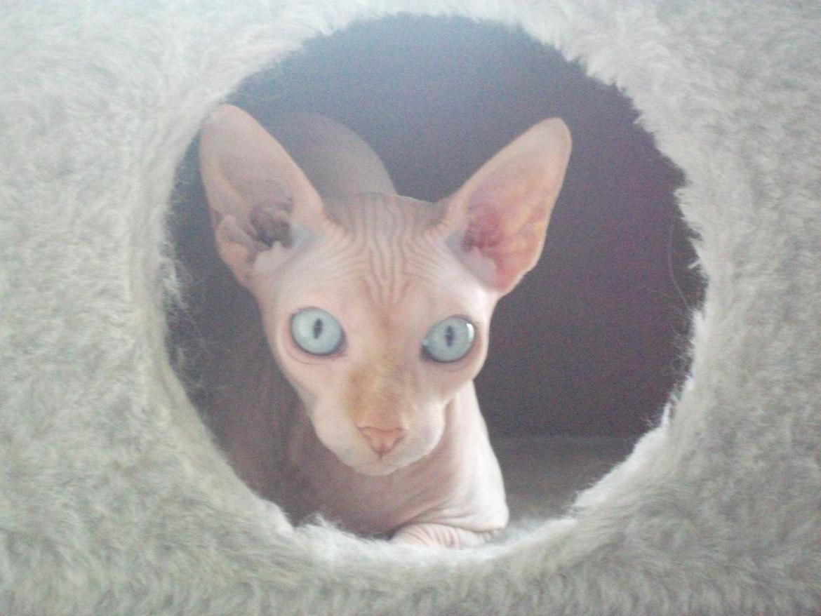 Sphynx Aslan billede 17