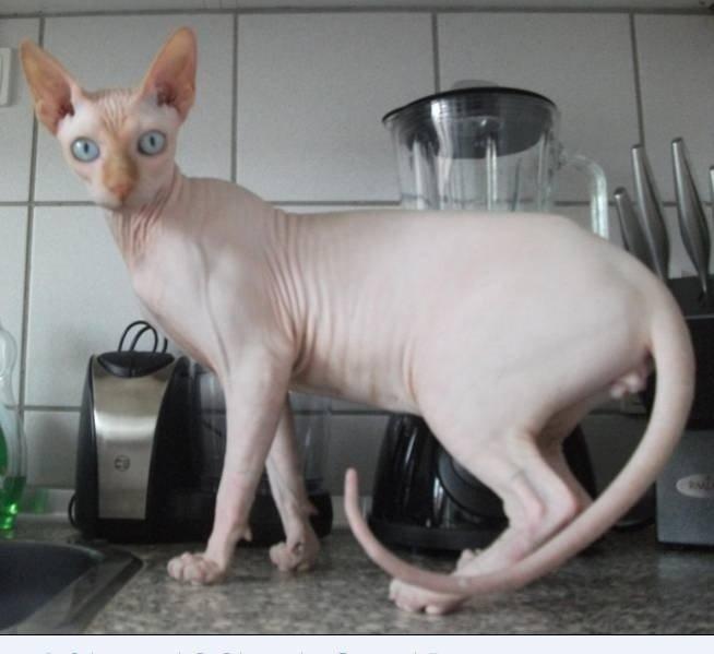 Sphynx Aslan - På køkkenbordet, hvem mig??? billede 16