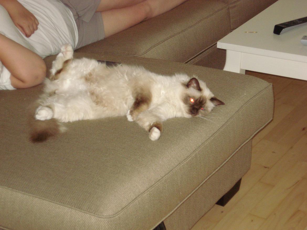 Hellig Birma James billede 7