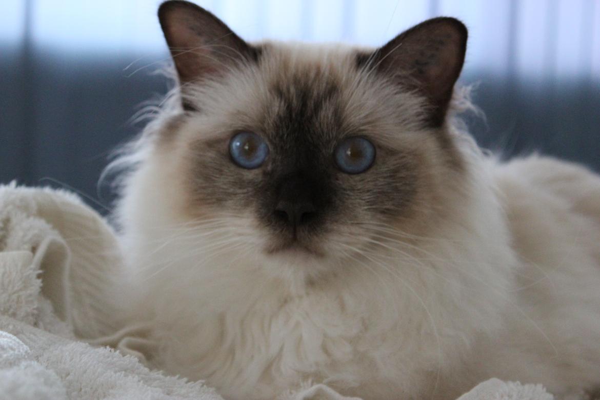 Hellig Birma James billede 8