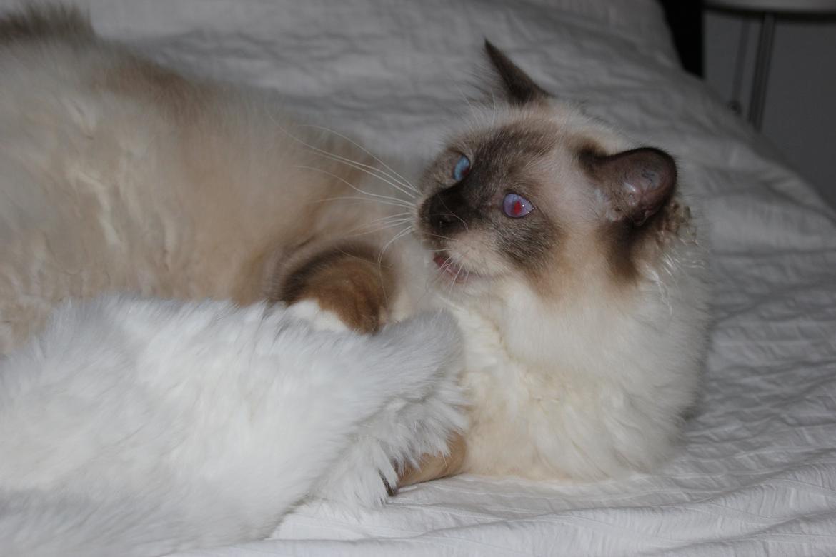 Hellig Birma James billede 9