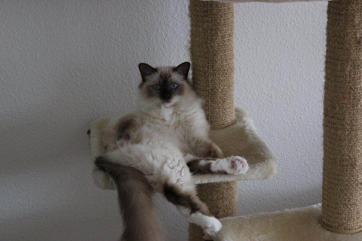 Hellig Birma James billede 10