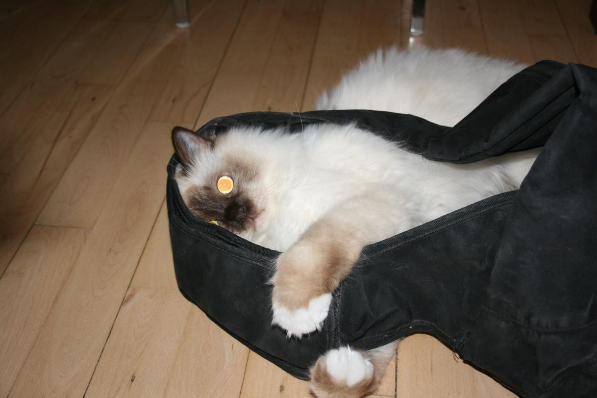 Hellig Birma James billede 11