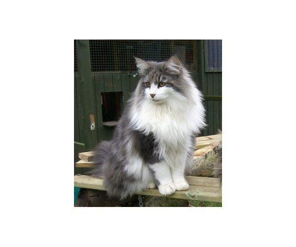 Norsk Skovkat Rasputin billede 1