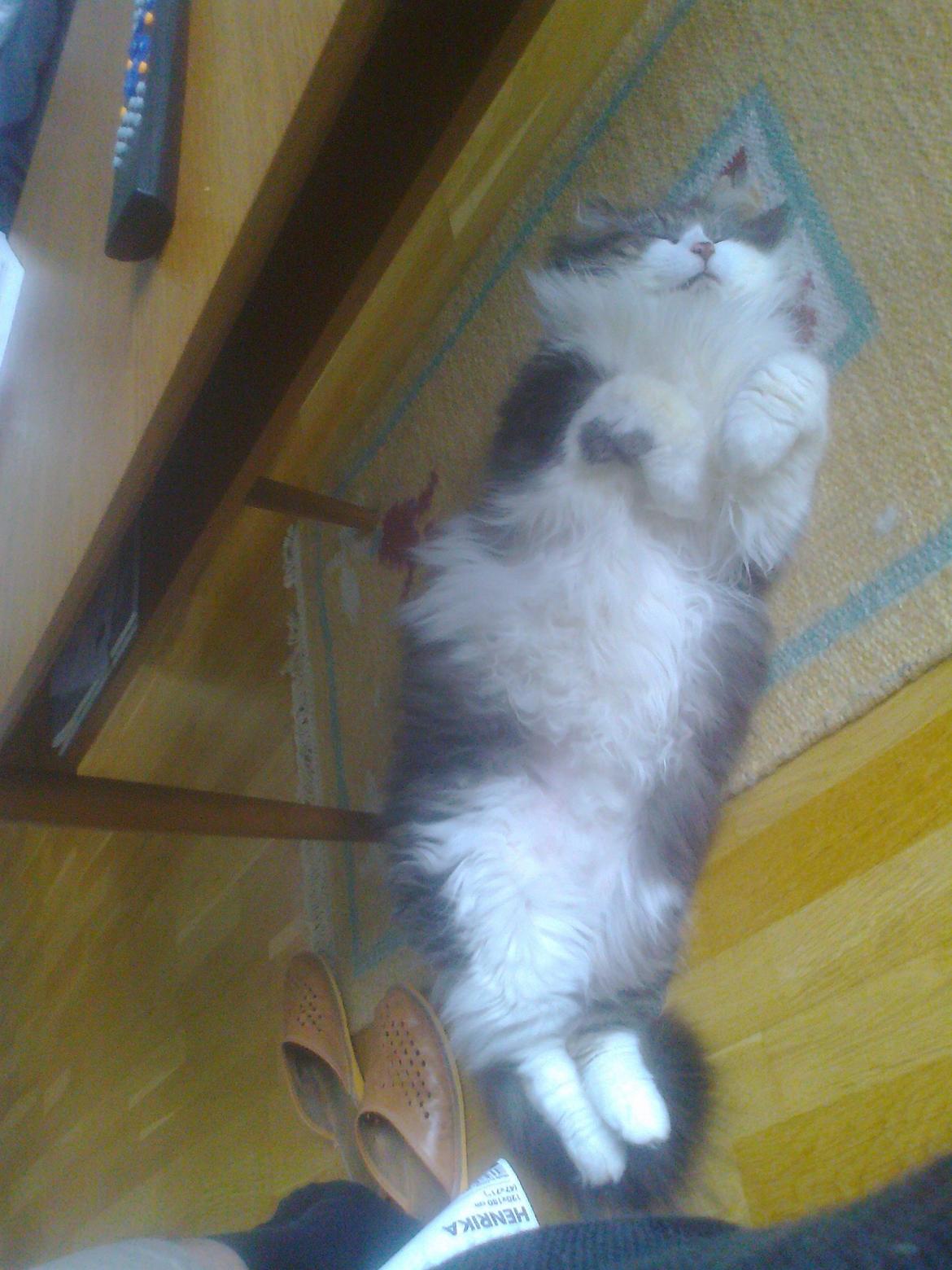 Norsk Skovkat Rasputin billede 2