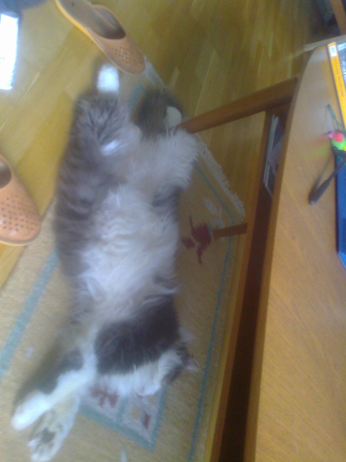 Norsk Skovkat Rasputin billede 3