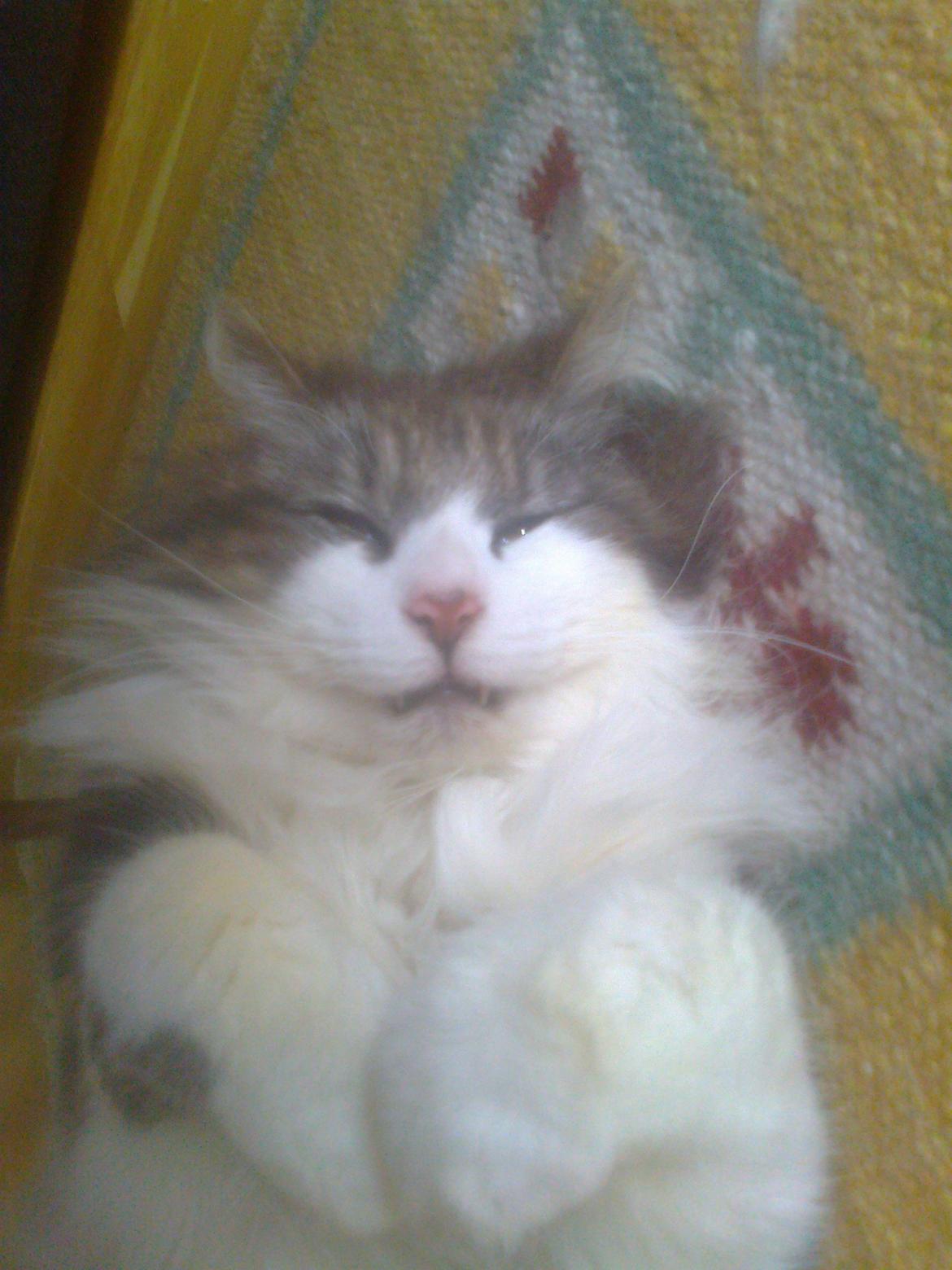 Norsk Skovkat Rasputin billede 4