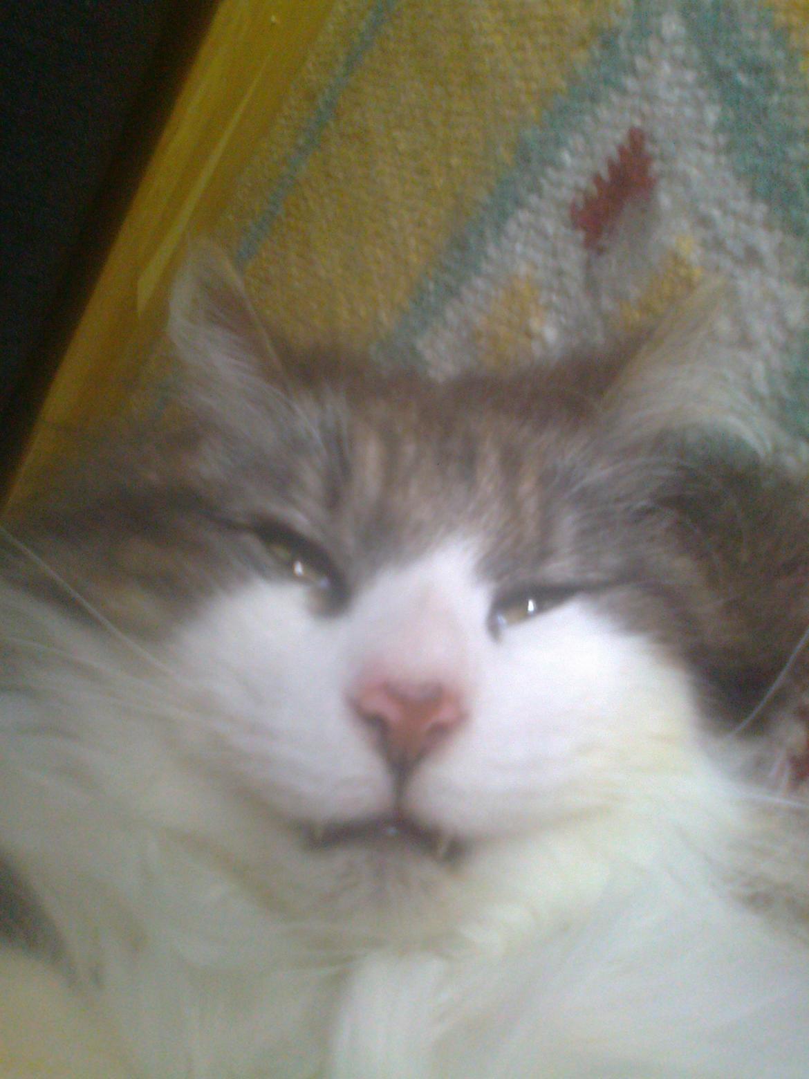 Norsk Skovkat Rasputin billede 5