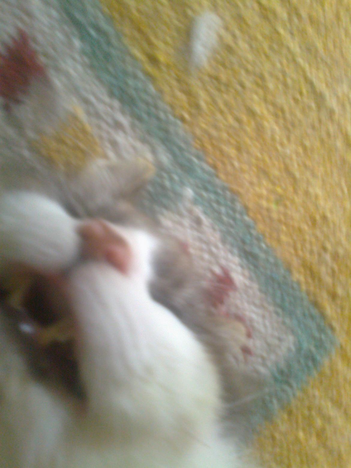 Norsk Skovkat Rasputin billede 6