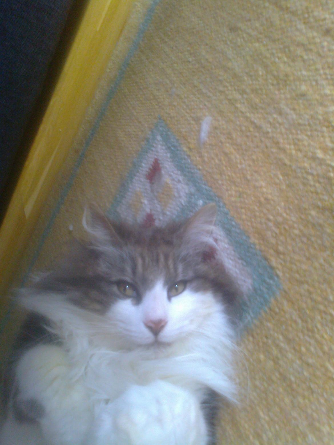 Norsk Skovkat Rasputin billede 7