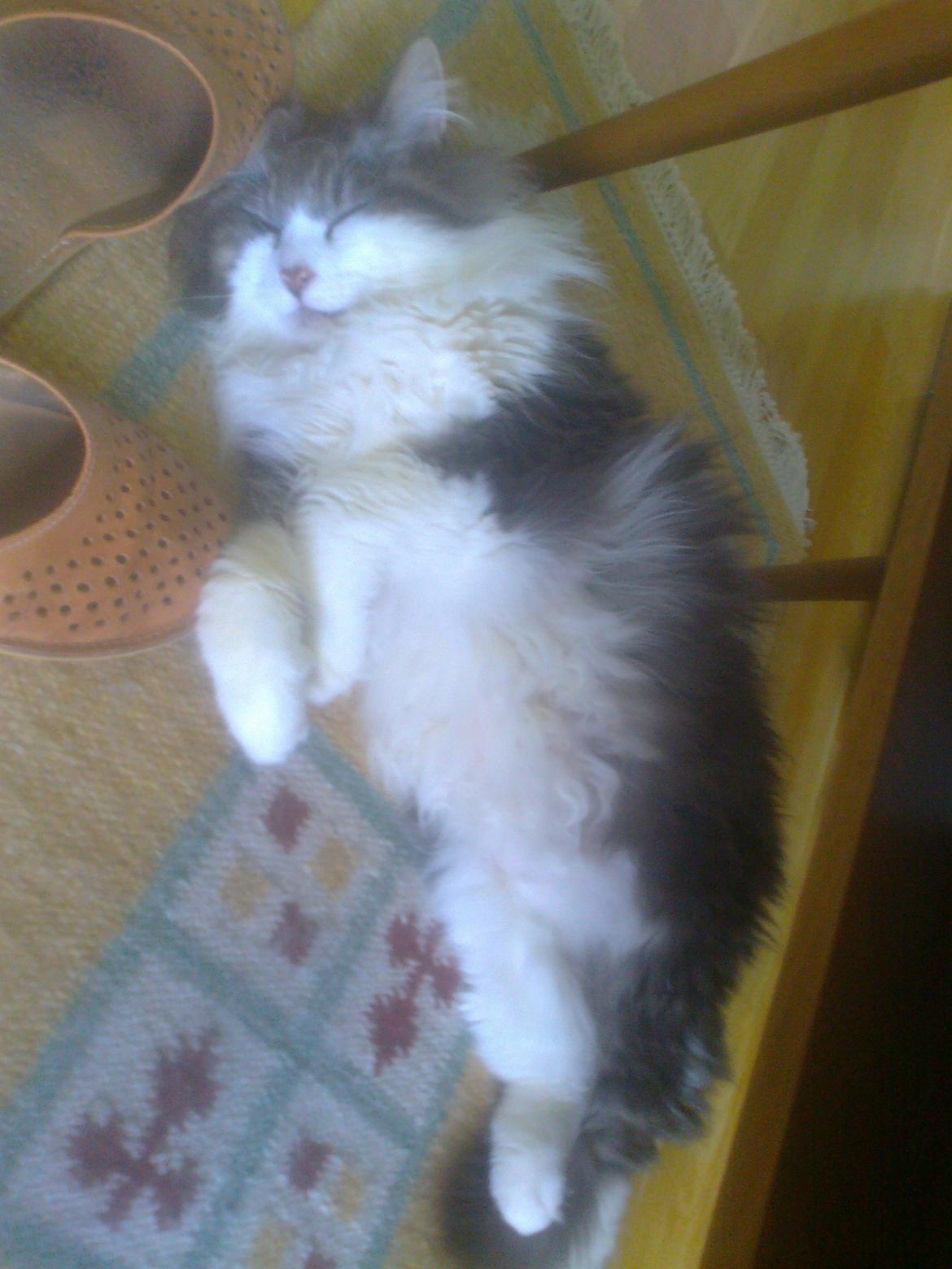 Norsk Skovkat Rasputin billede 8