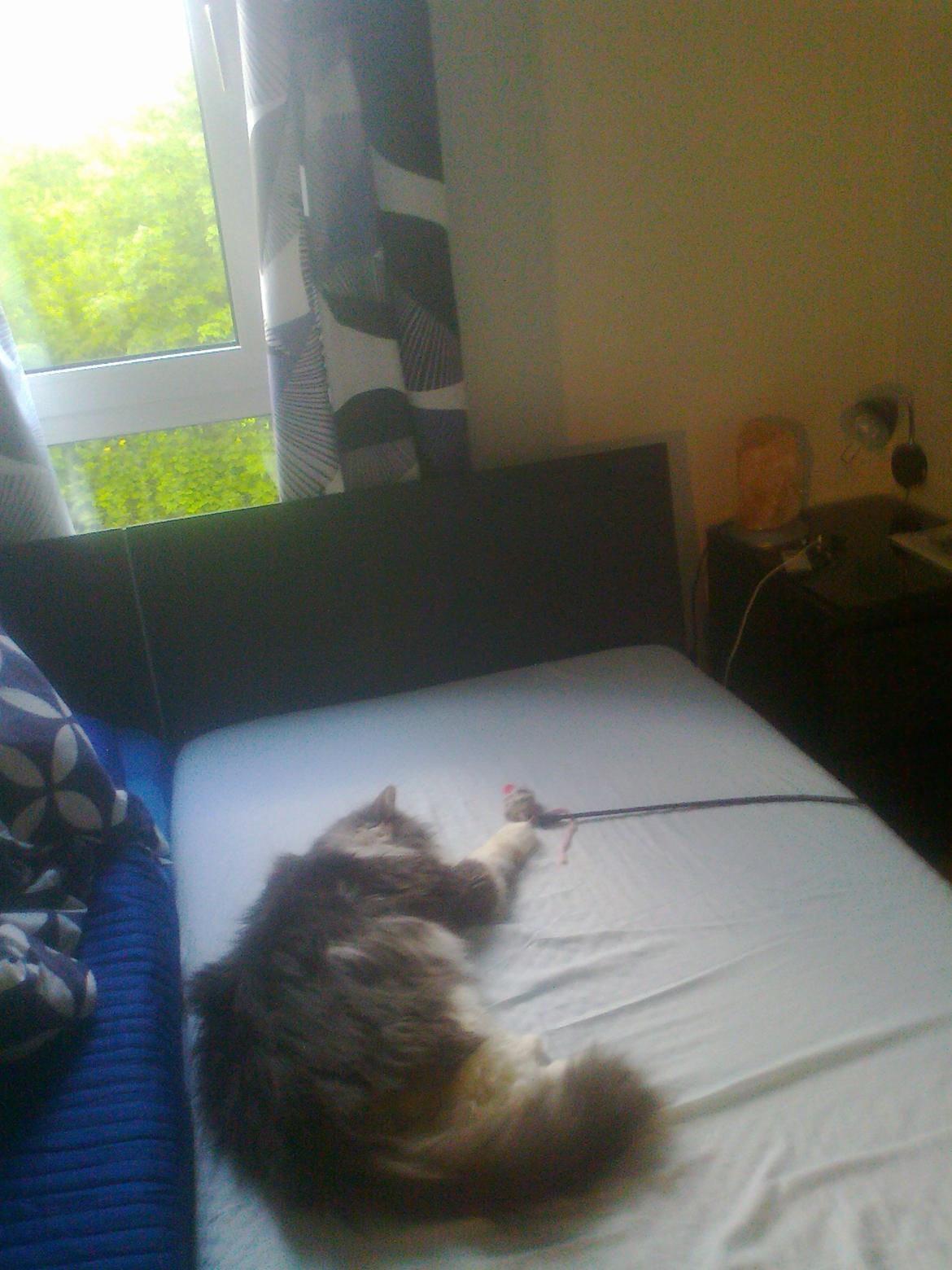 Norsk Skovkat Rasputin billede 9