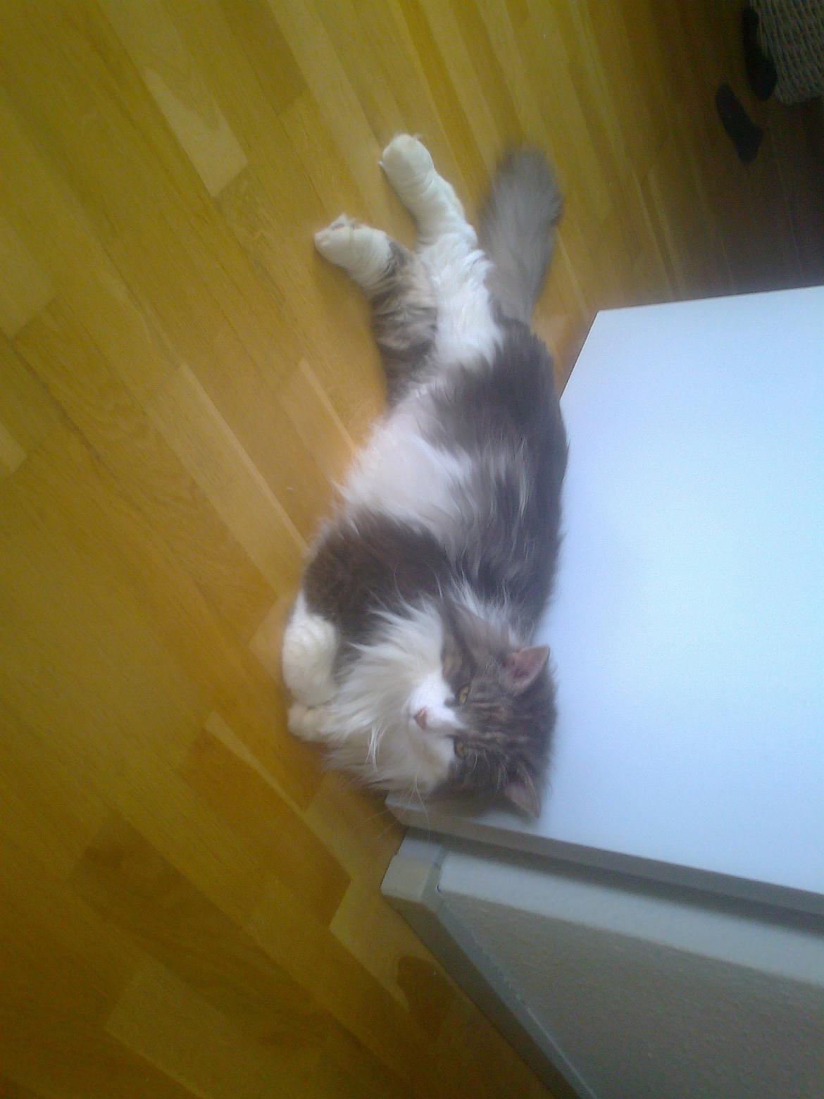 Norsk Skovkat Rasputin billede 10