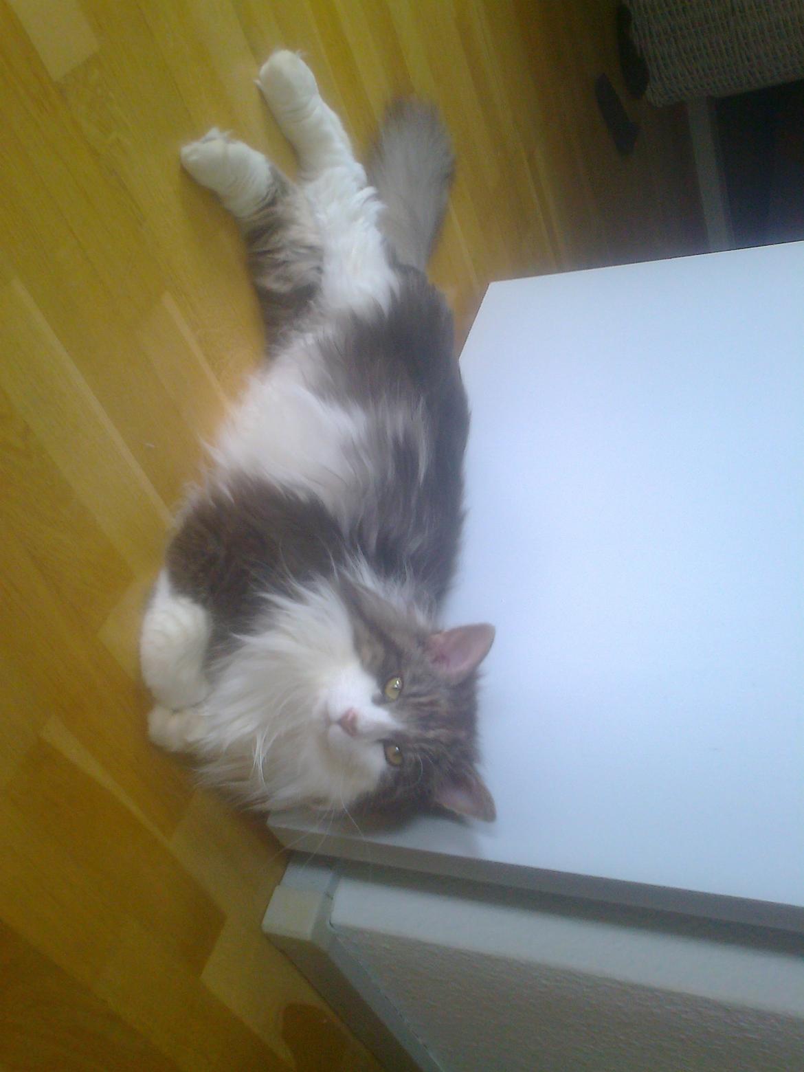 Norsk Skovkat Rasputin billede 11