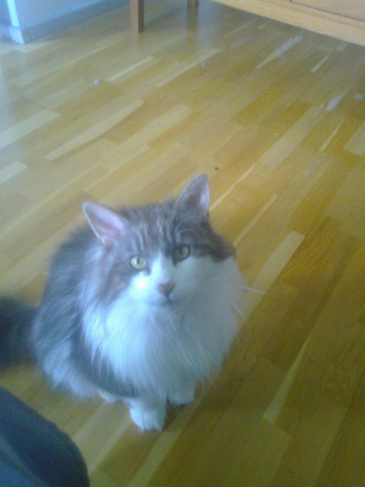 Norsk Skovkat Rasputin billede 12