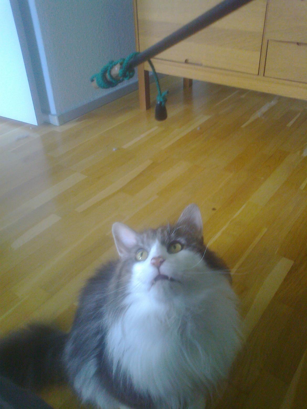 Norsk Skovkat Rasputin billede 13