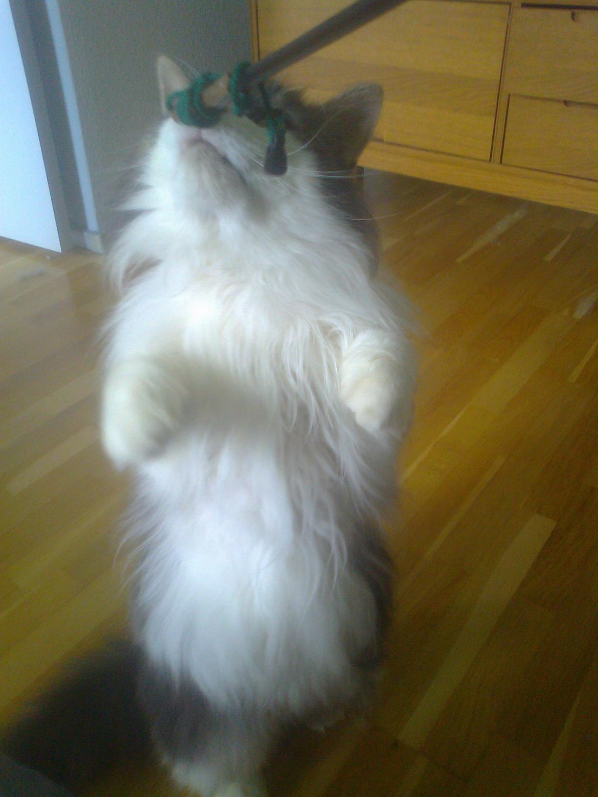 Norsk Skovkat Rasputin billede 14