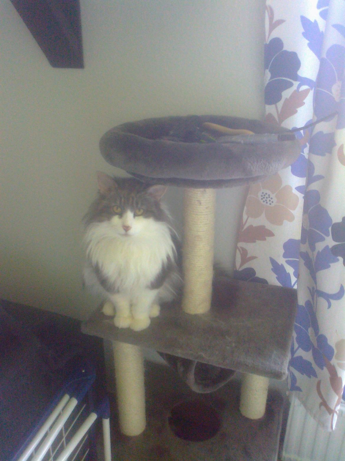 Norsk Skovkat Rasputin billede 15