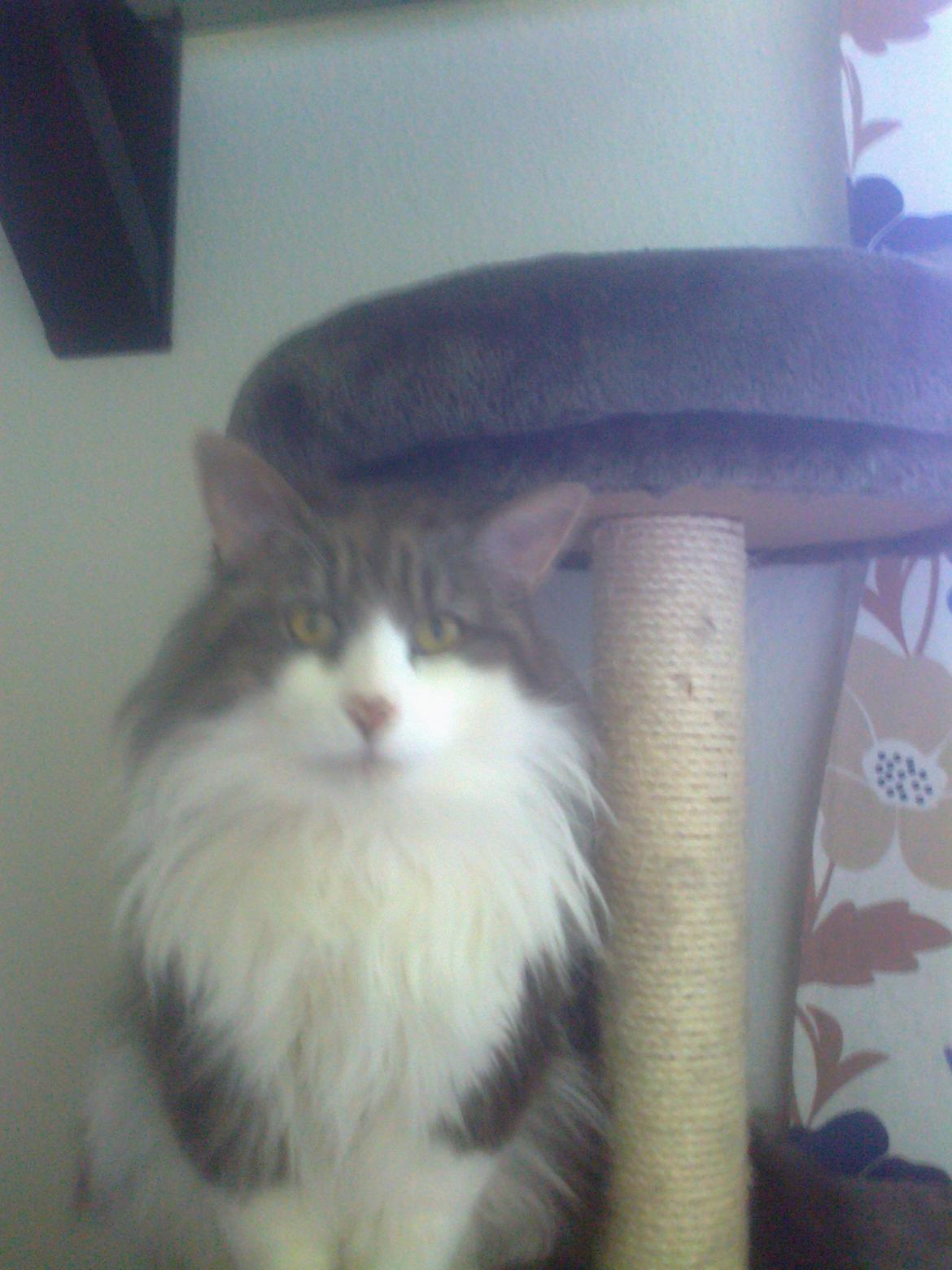 Norsk Skovkat Rasputin billede 16