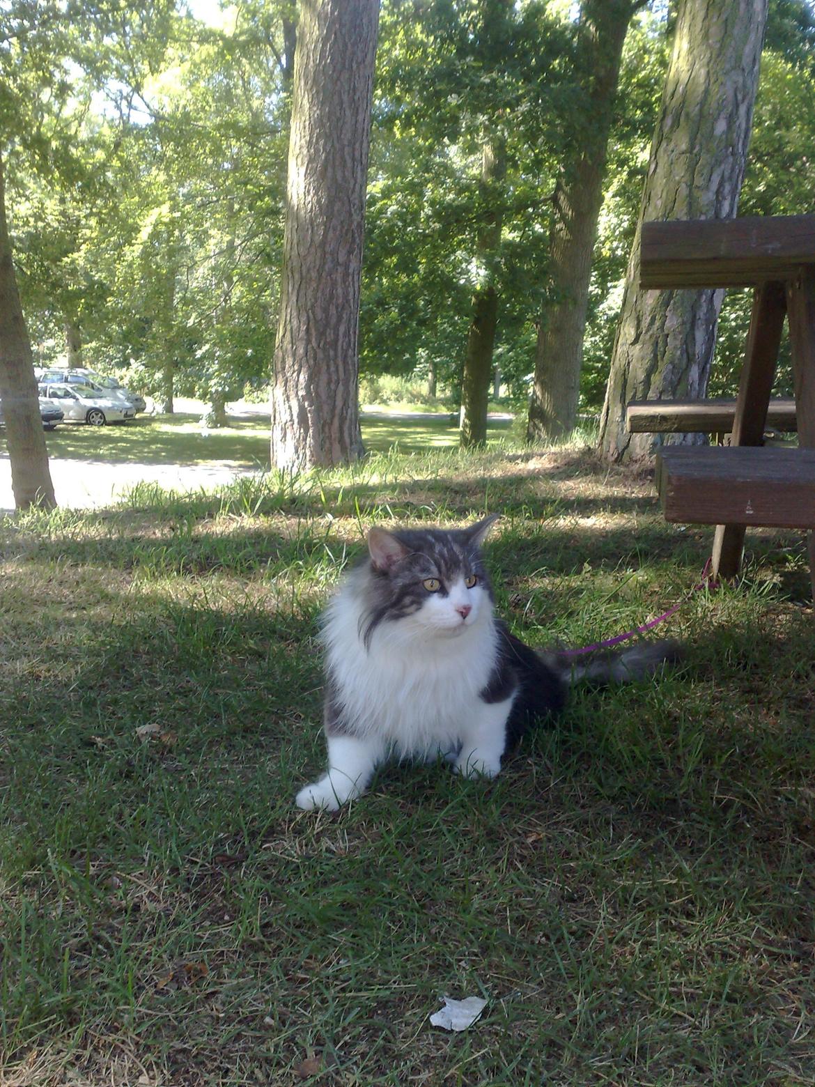 Norsk Skovkat Rasputin billede 17