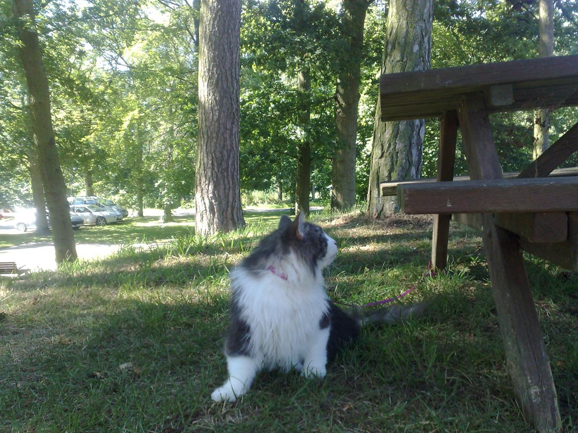 Norsk Skovkat Rasputin billede 18