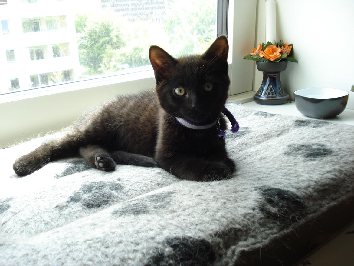 Huskat Anis - Lige kommet til mit nye hjem (25.712) billede 1